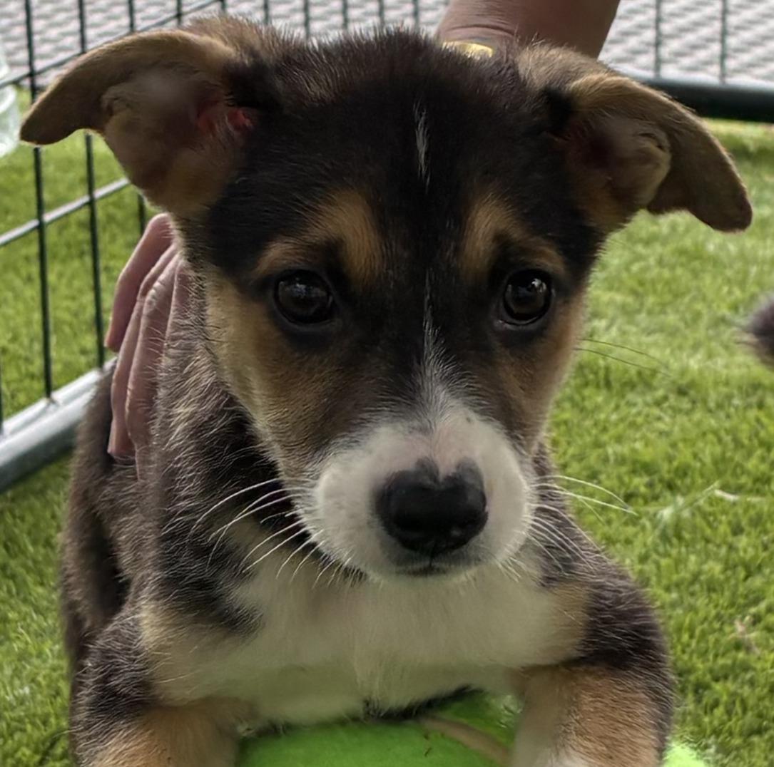 Sophia, adopted, Puppy Female Shetland Sheepdog / Sheltie & Husky.