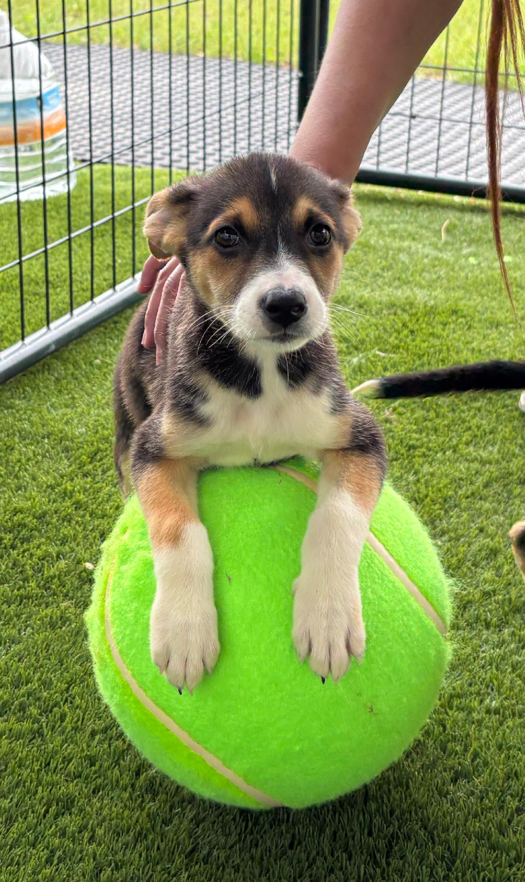 Enlarge Sophia, an adopted mixed breed in Argyle, TX image 3/3