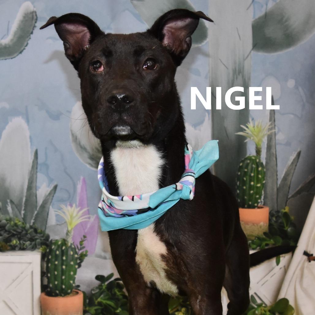 Nigel, Adoptable, Adult Male Mixed Breed.
