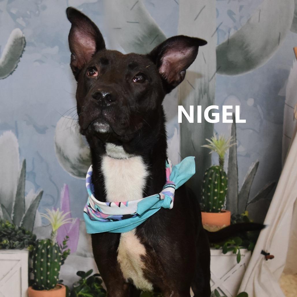 Enlarge Nigel, a Adoptable Mixed Breed in Yuma, AZ image 2/2