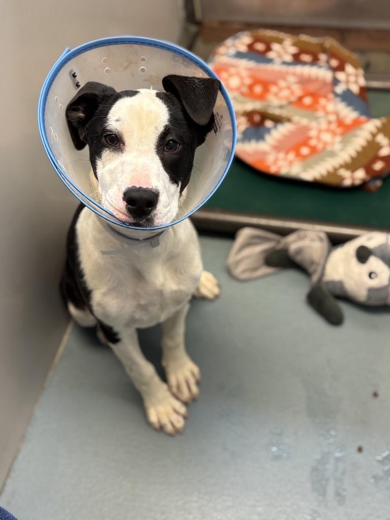 LORAINE, Adoptable, Puppy Female Labrador Retriever & Mixed Breed.