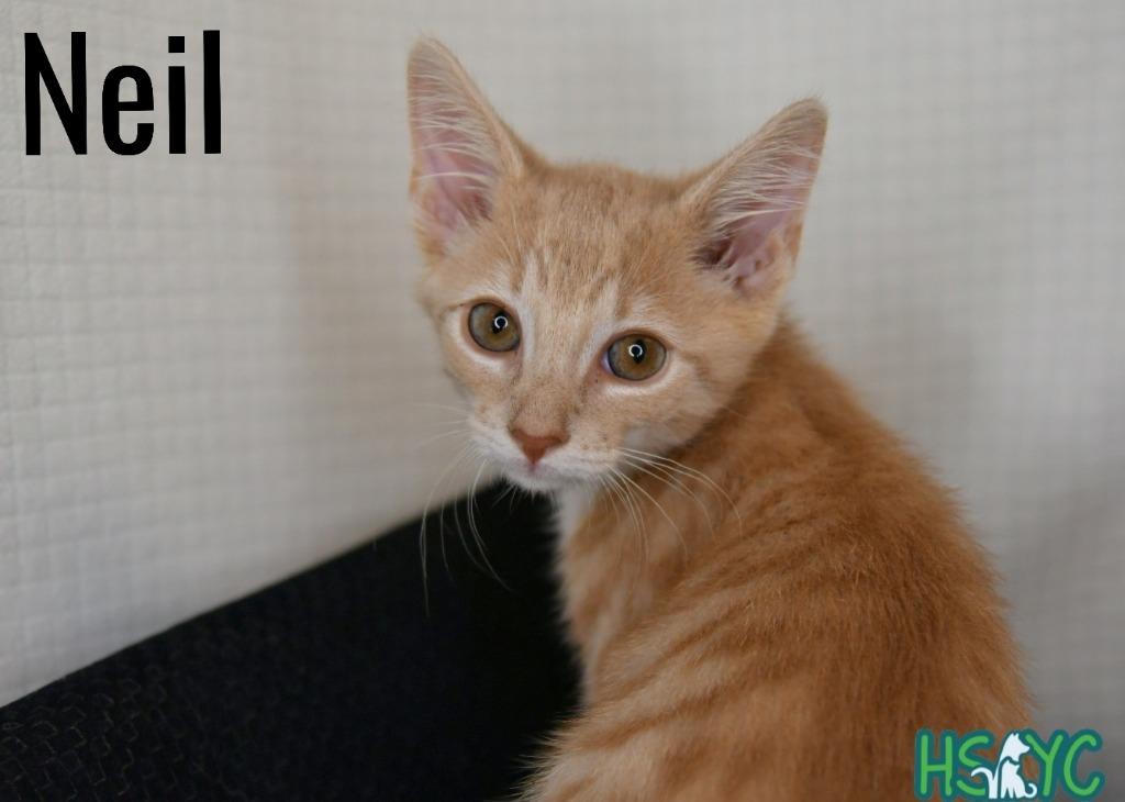 Enlarge Neil, a Adoptable mixed breed in Fort Mill, SC image 1/2