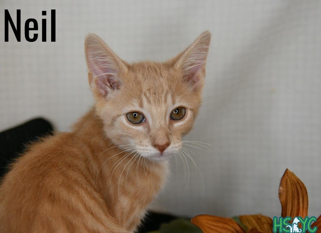 Enlarge Neil, a Adoptable mixed breed in Fort Mill, SC image 2/2