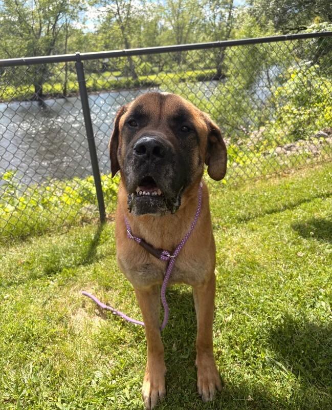 Hank, Adoptable, Adult Male Bullmastiff & Great Dane.