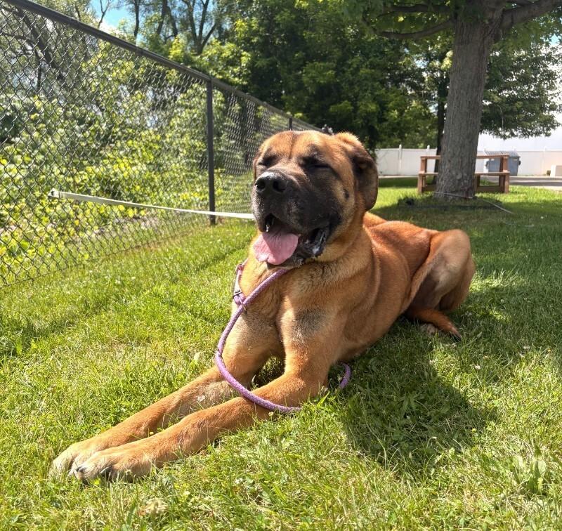 Hank, a Adoptable mixed breed in Warren, PA image 2/2