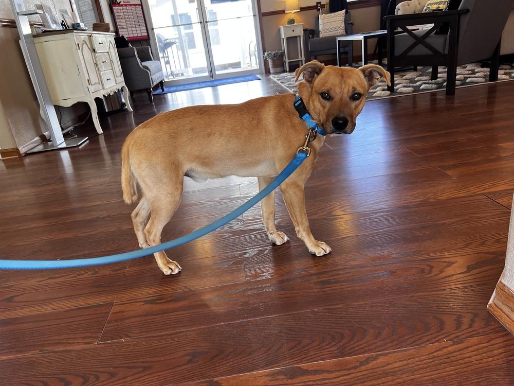 Enlarge Jackson, a Adoptable mixed breed in Oklahoma City, OK image 1/1