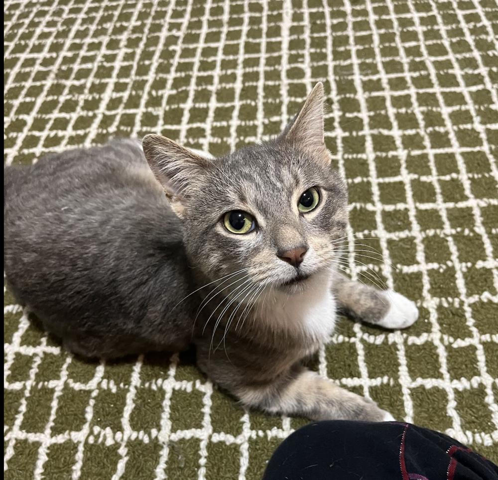 Jonathon, Adoptable, Adult Male Domestic Short Hair.