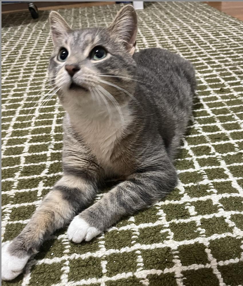 Enlarge Jonathon, a Adoptable mixed breed in New York, NY image 2/3