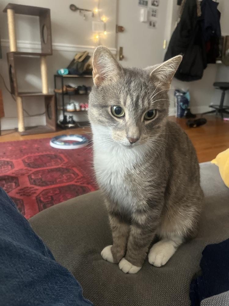 Enlarge Jonathon, a Adoptable mixed breed in New York, NY image 3/3