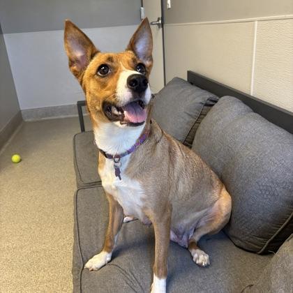 Layla, a ADOPTABLE Mixed Breed in Lansing, MI image 3/3