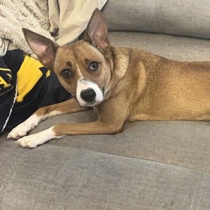 Layla, a ADOPTABLE Mixed Breed in Lansing, MI image 2/3