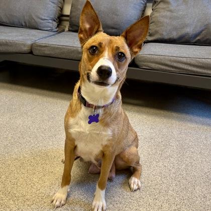 Layla, a ADOPTABLE Mixed Breed in Lansing, MI image 1/3