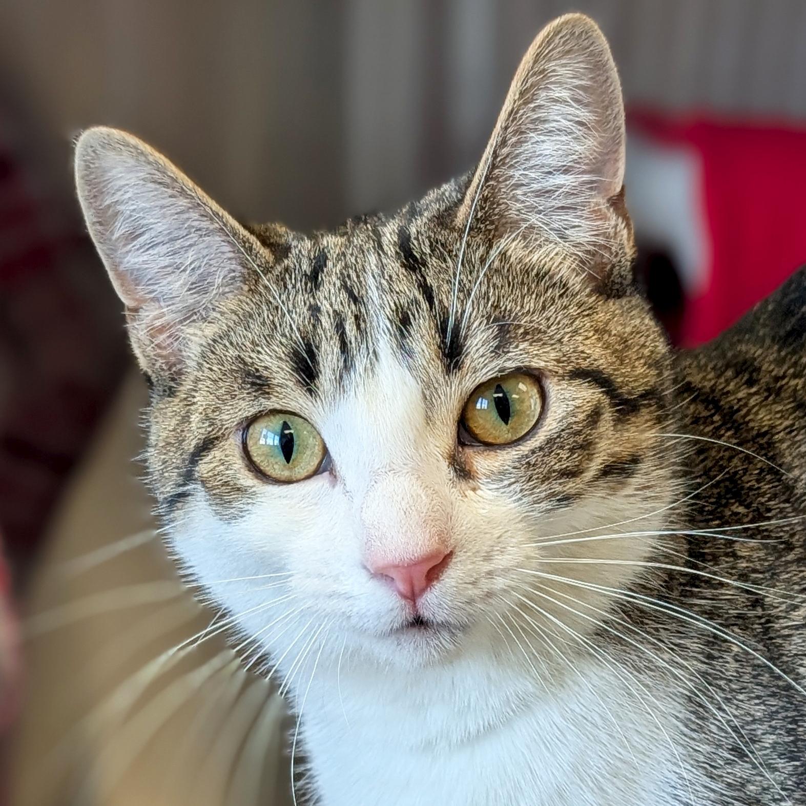 Lotus, ADOPTABLE, Young Female Domestic Short Hair.