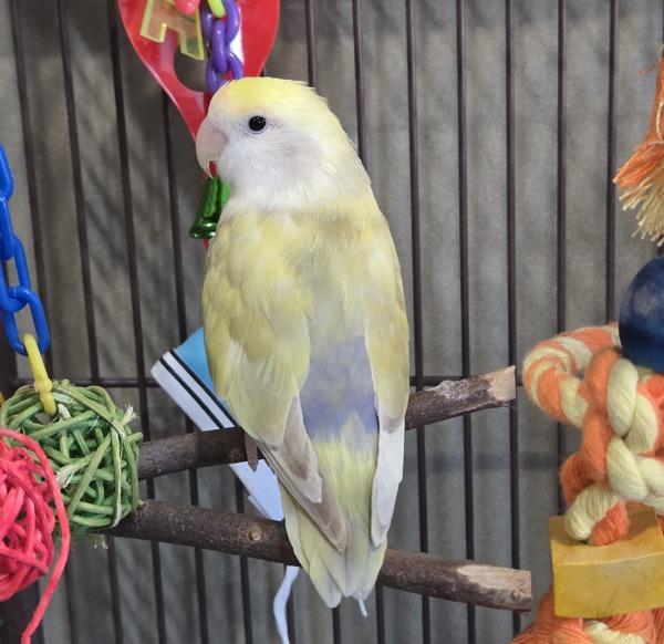 Enlarge Lumi, a Adoptable Lovebird in Elizabeth, CO image 1/2