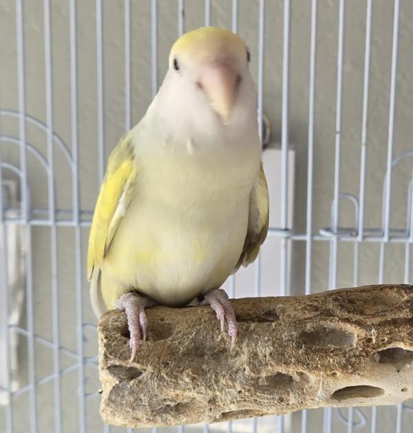 Enlarge Lumi, a Adoptable Lovebird in Elizabeth, CO image 4/4