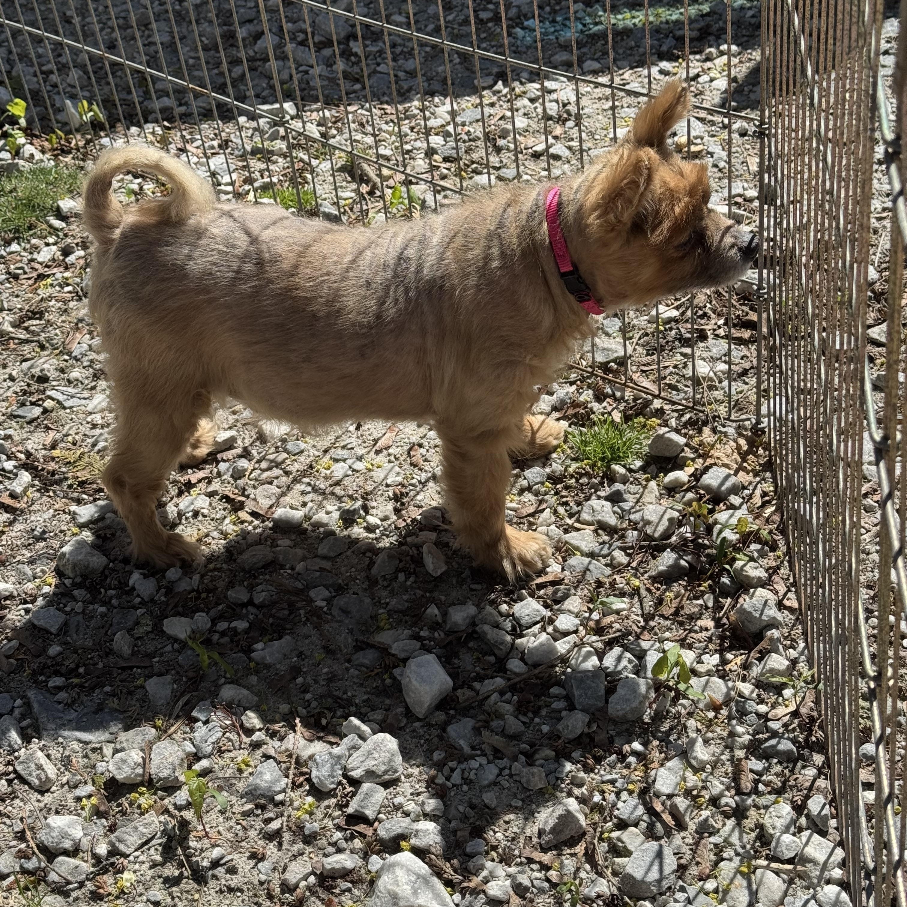 Enlarge Coco, a ADOPTABLE mixed breed in Wingdale, NY image 4/4