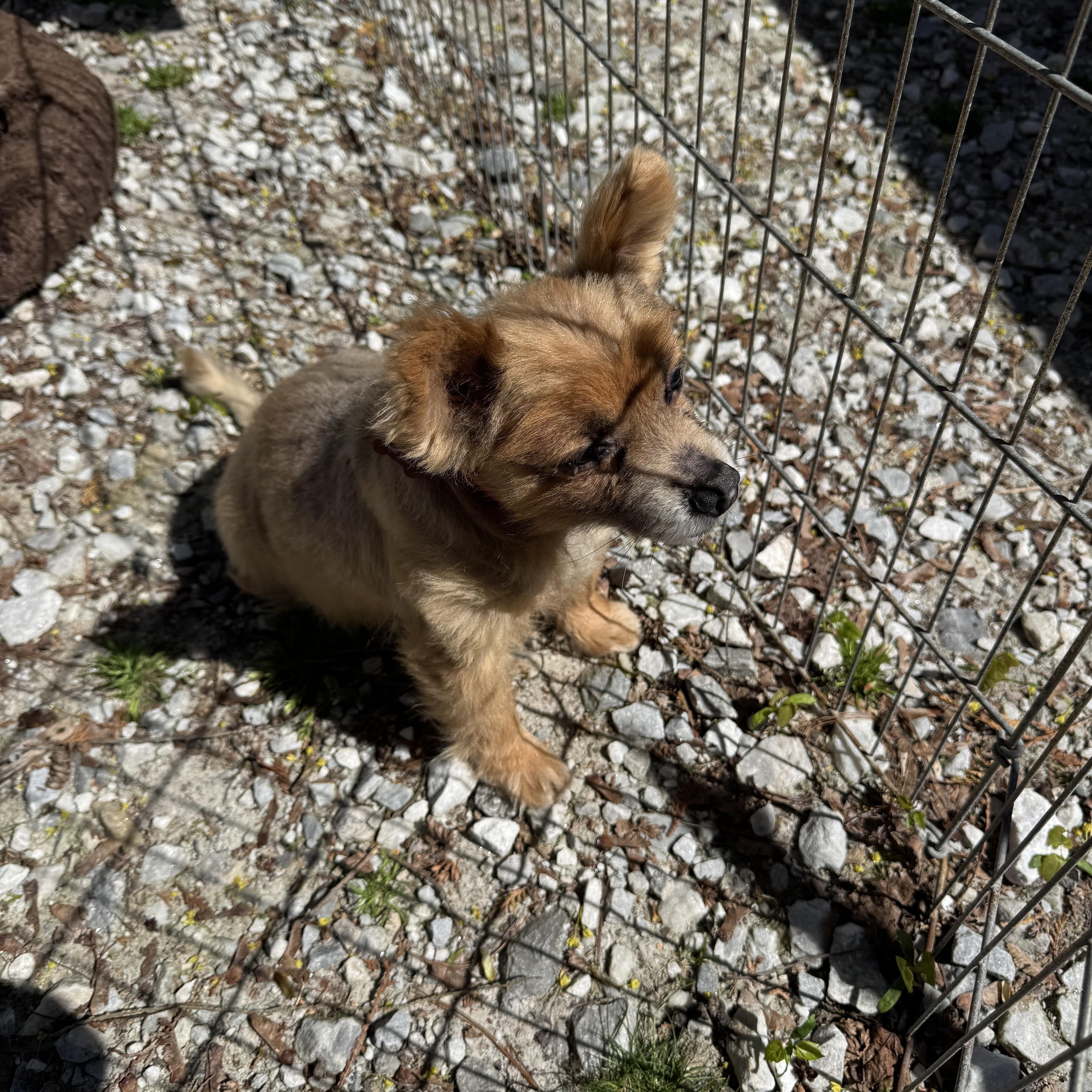 Enlarge Coco, a ADOPTABLE mixed breed in Wingdale, NY image 3/4