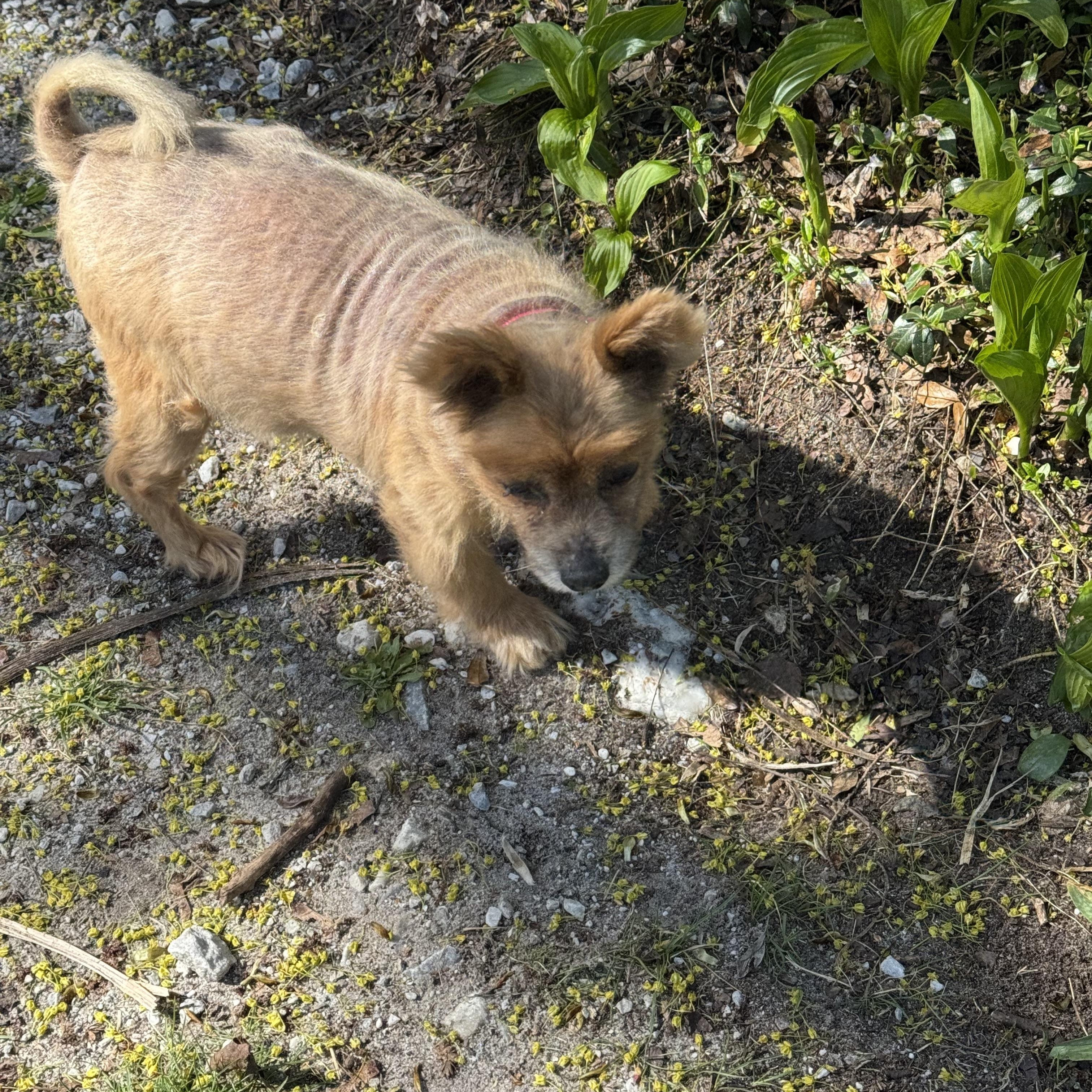 Enlarge Coco, a ADOPTABLE mixed breed in Wingdale, NY image 2/4