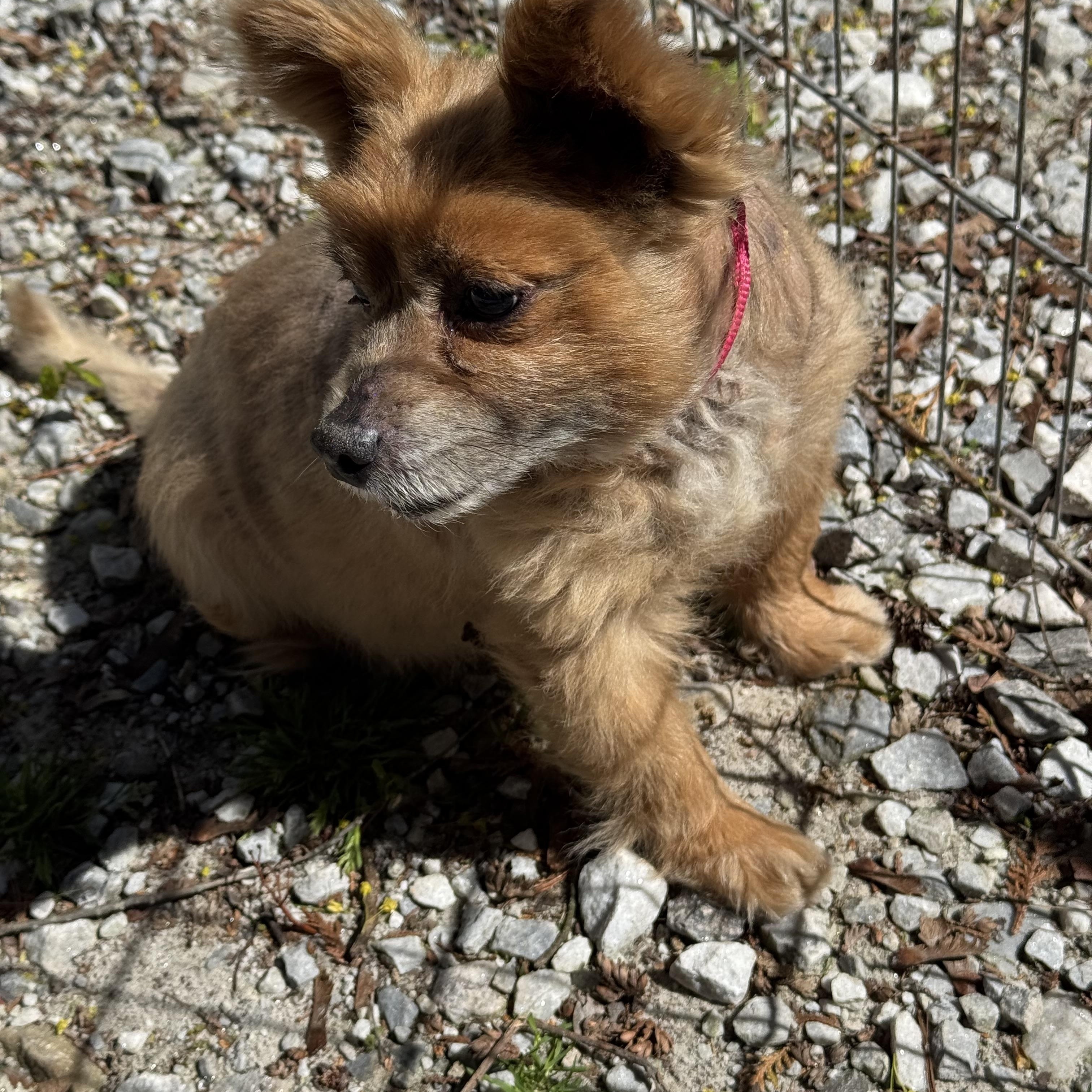 Enlarge Coco, a ADOPTABLE mixed breed in Wingdale, NY image 1/4
