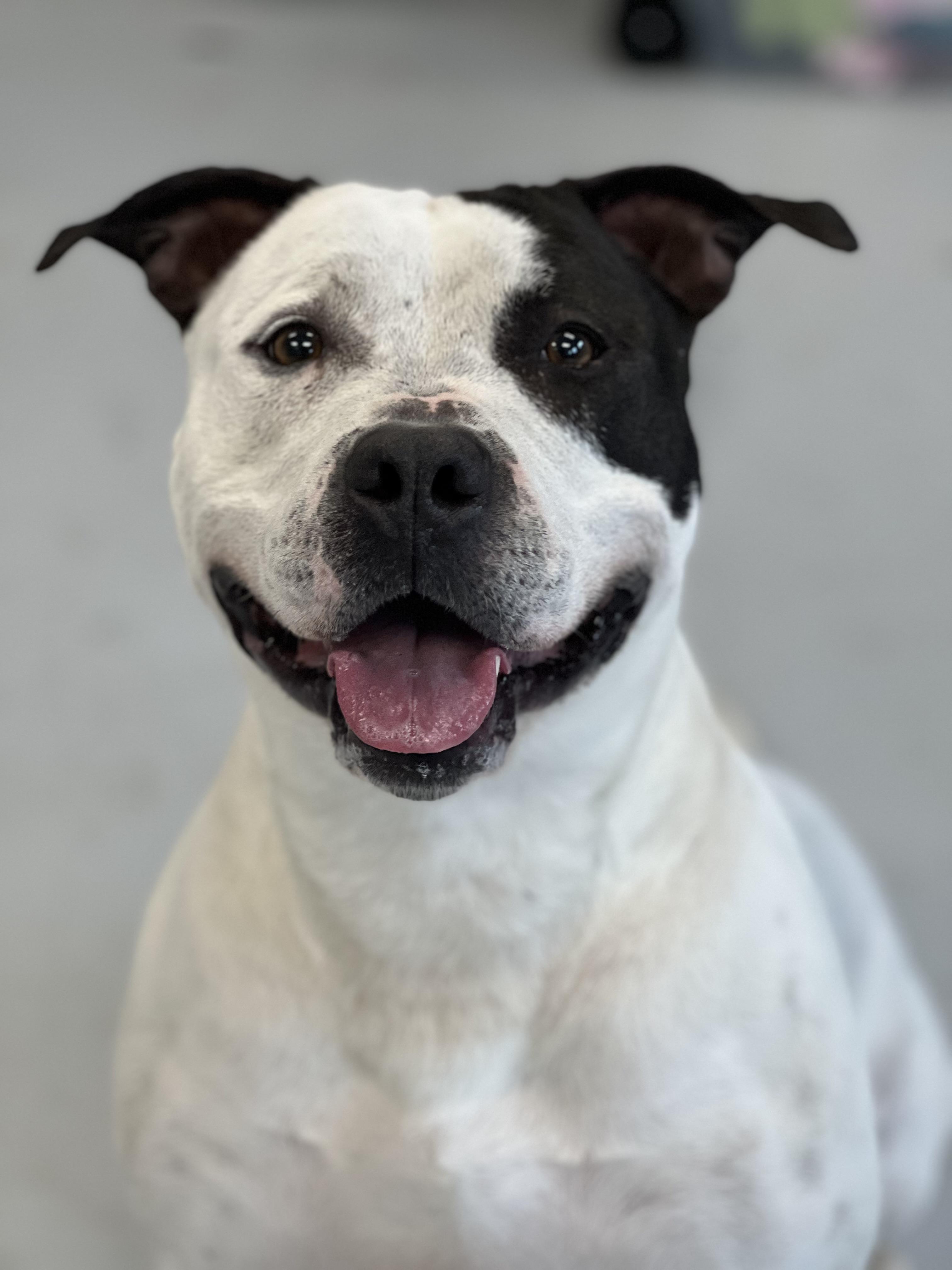 Petey photo 1