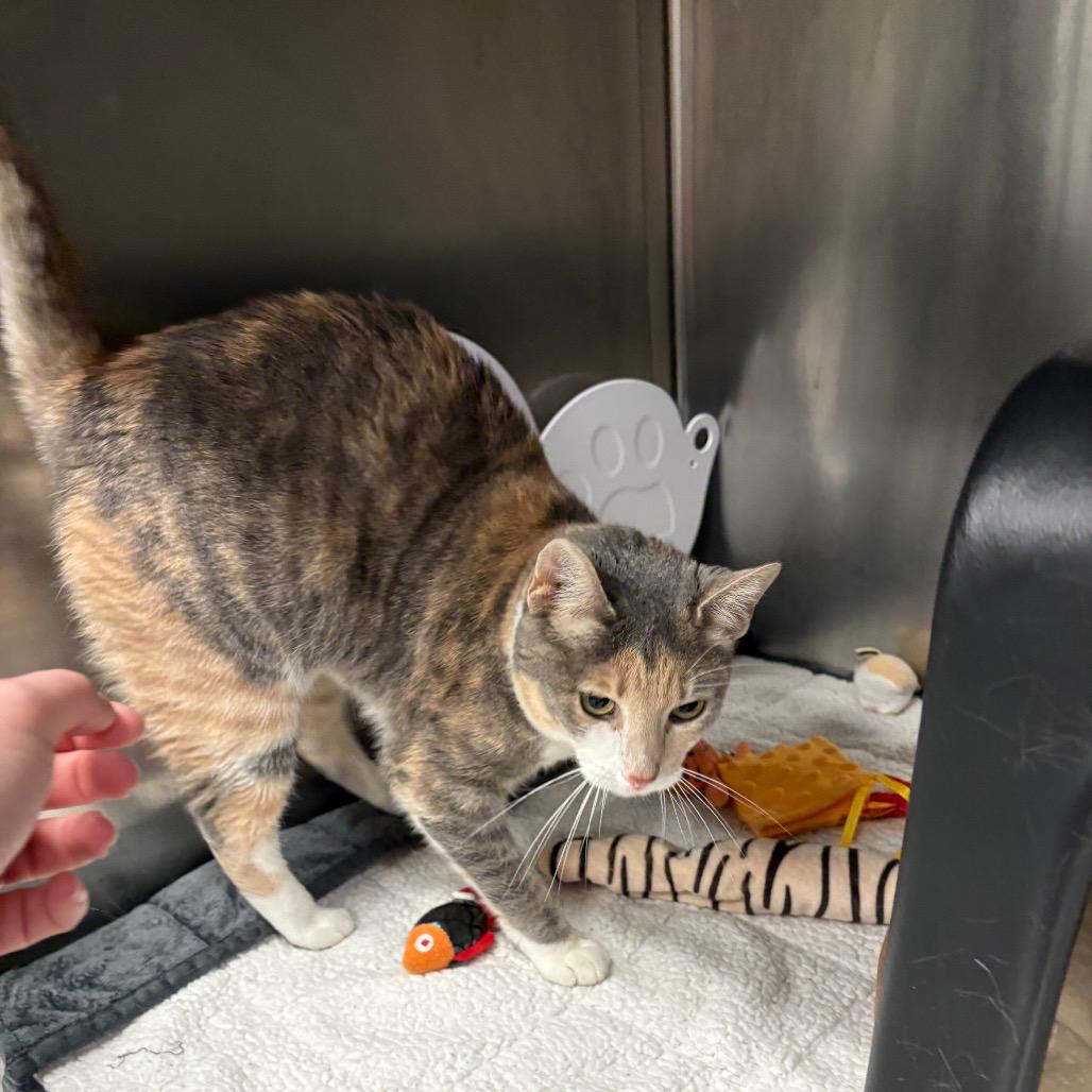 Happy, Adoptable, Adult Female Domestic Short Hair.