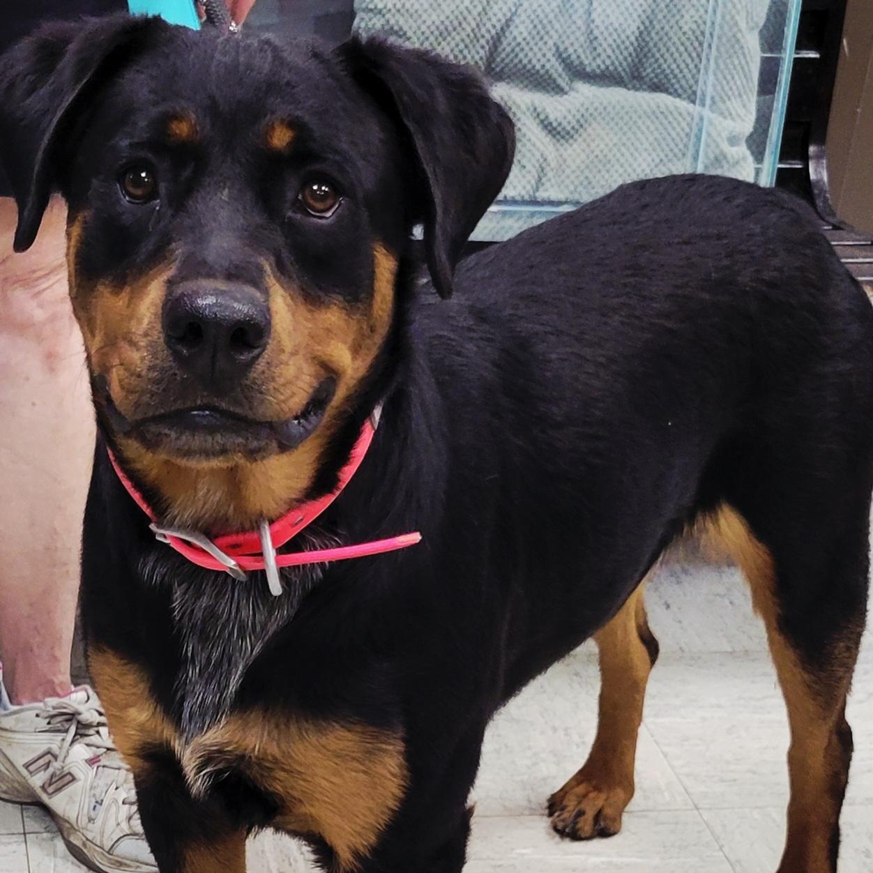 Enlarge Lily, an adopted mixed breed in Lincoln, IL image 2/2