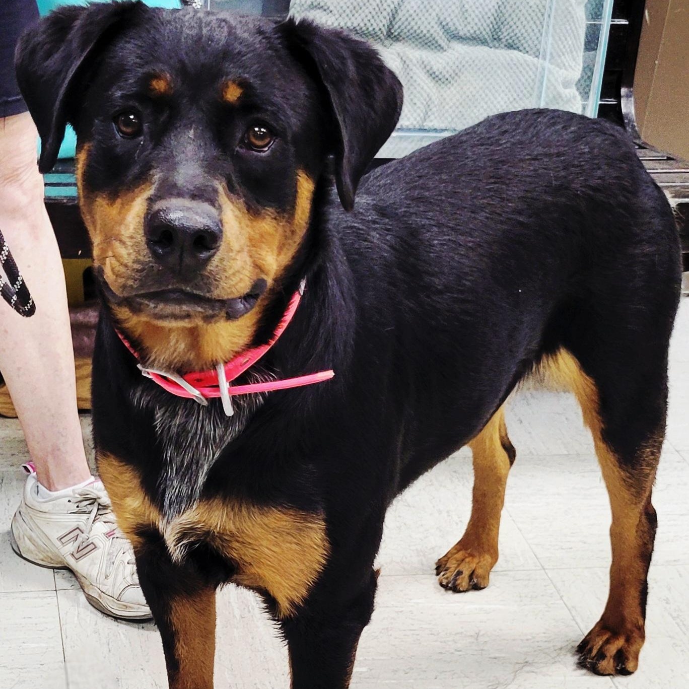 Enlarge Lily, an adopted mixed breed in Lincoln, IL image 1/2