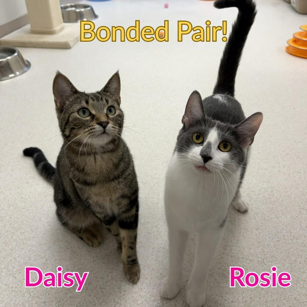 Enlarge Rosie, a Adoptable mixed breed in North Saint Paul, MN image 1/4