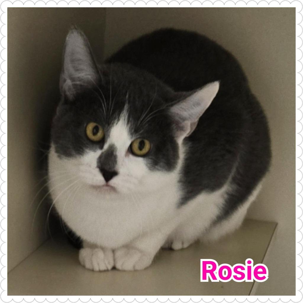 Enlarge Rosie, a Adoptable mixed breed in North Saint Paul, MN image 3/4