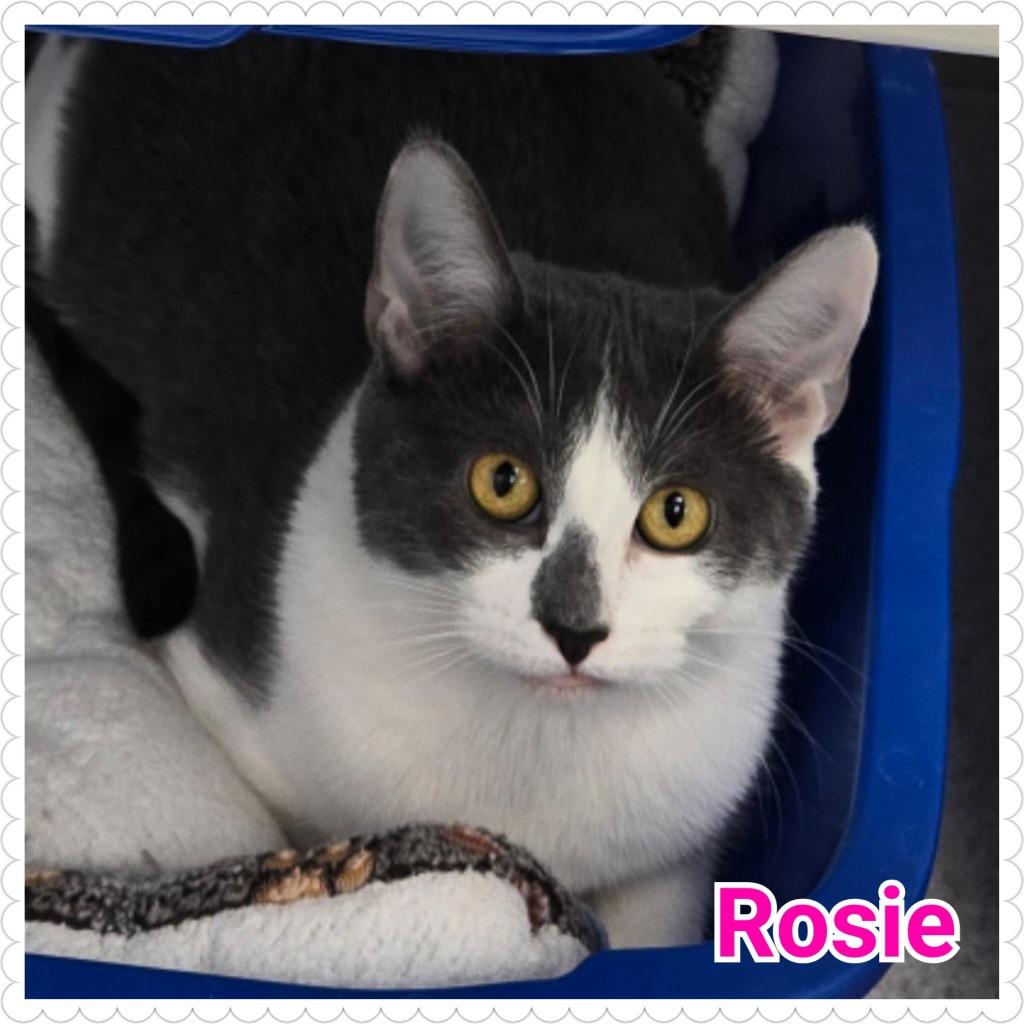 Enlarge Rosie, a Adoptable mixed breed in North Saint Paul, MN image 2/4
