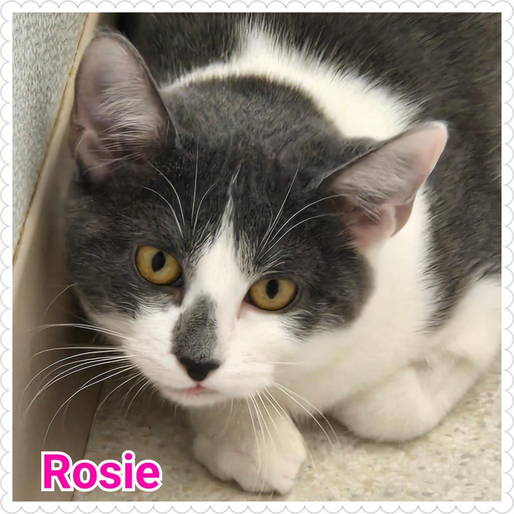 Enlarge Rosie, a Adoptable mixed breed in North Saint Paul, MN image 4/4