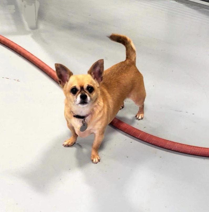 Coco, a Adopted Chihuahua in Muldrow, OK image 4/5