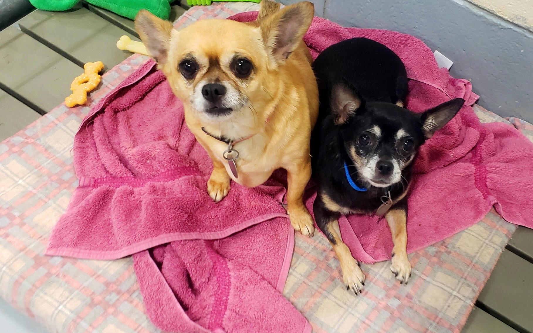 Coco, a Adopted Chihuahua in Muldrow, OK image 3/5