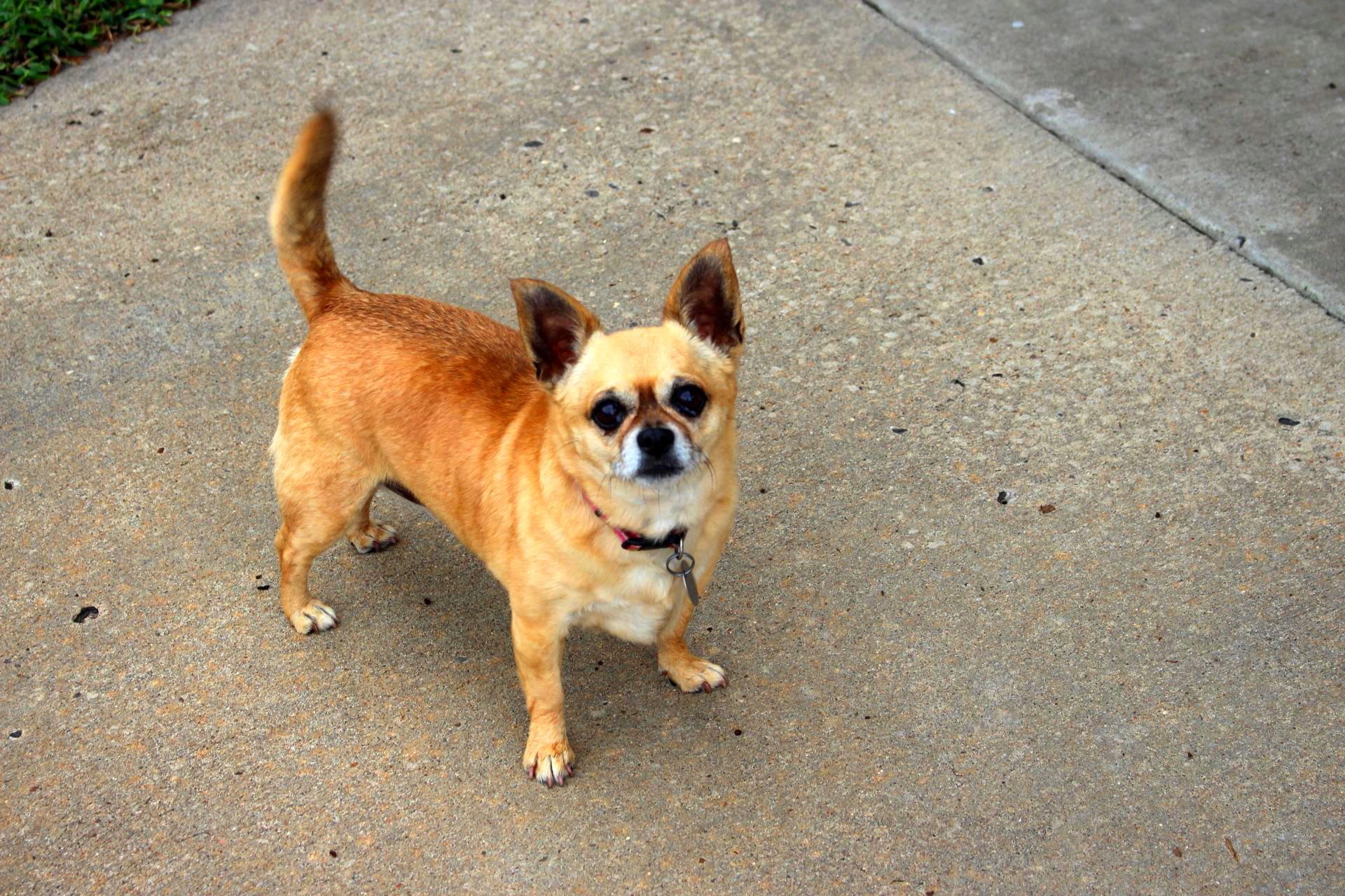 Coco, a Adopted Chihuahua in Muldrow, OK image 1/5