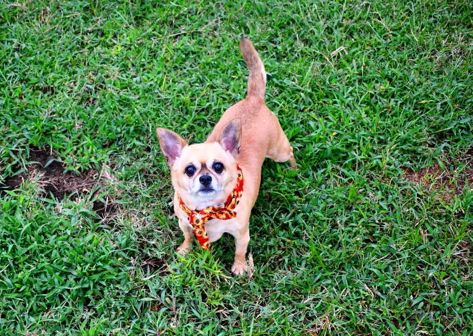 Coco, Adopted, Adult Female Chihuahua.