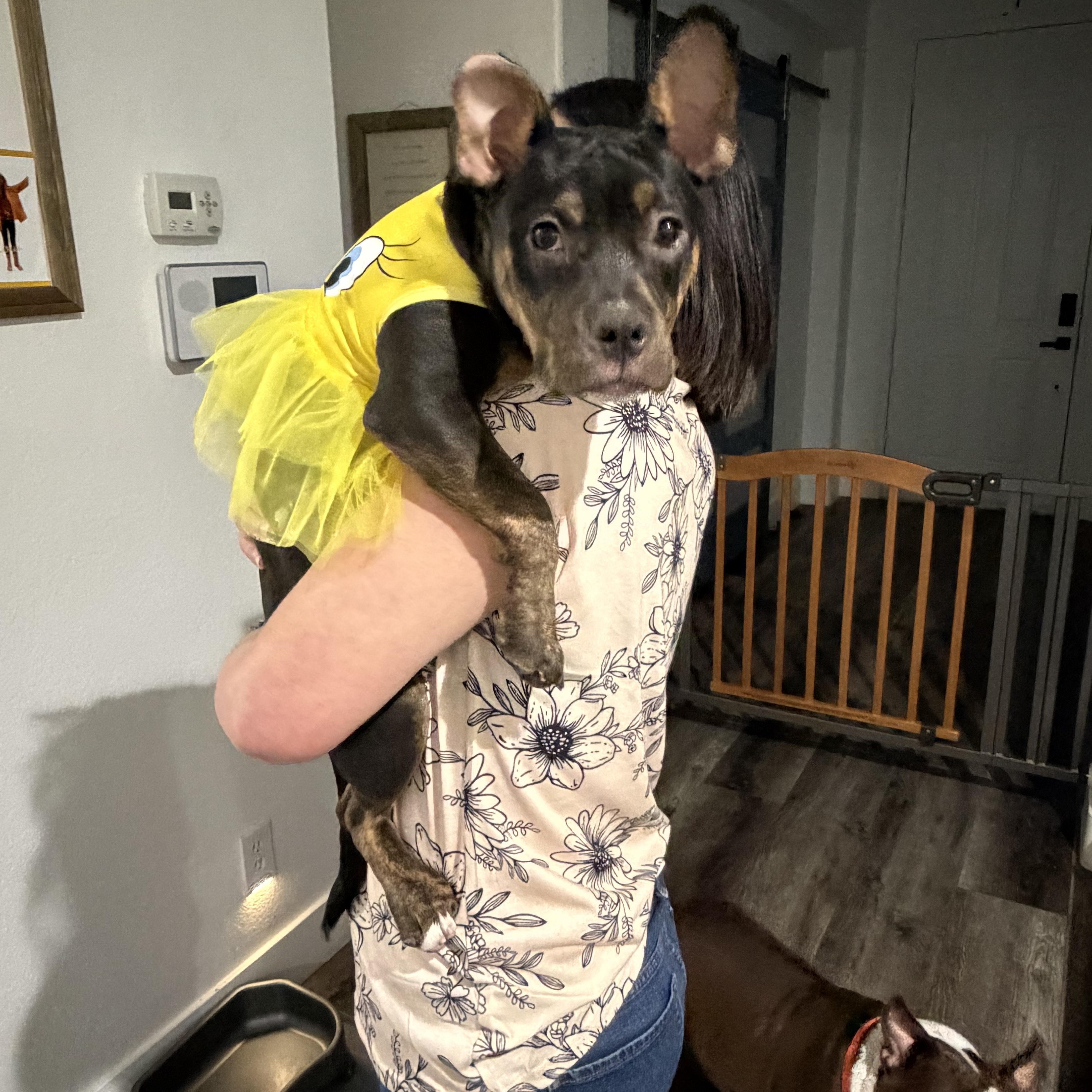 Puppy, a ADOPTABLE mixed breed in Las Vegas, NV image 5/5