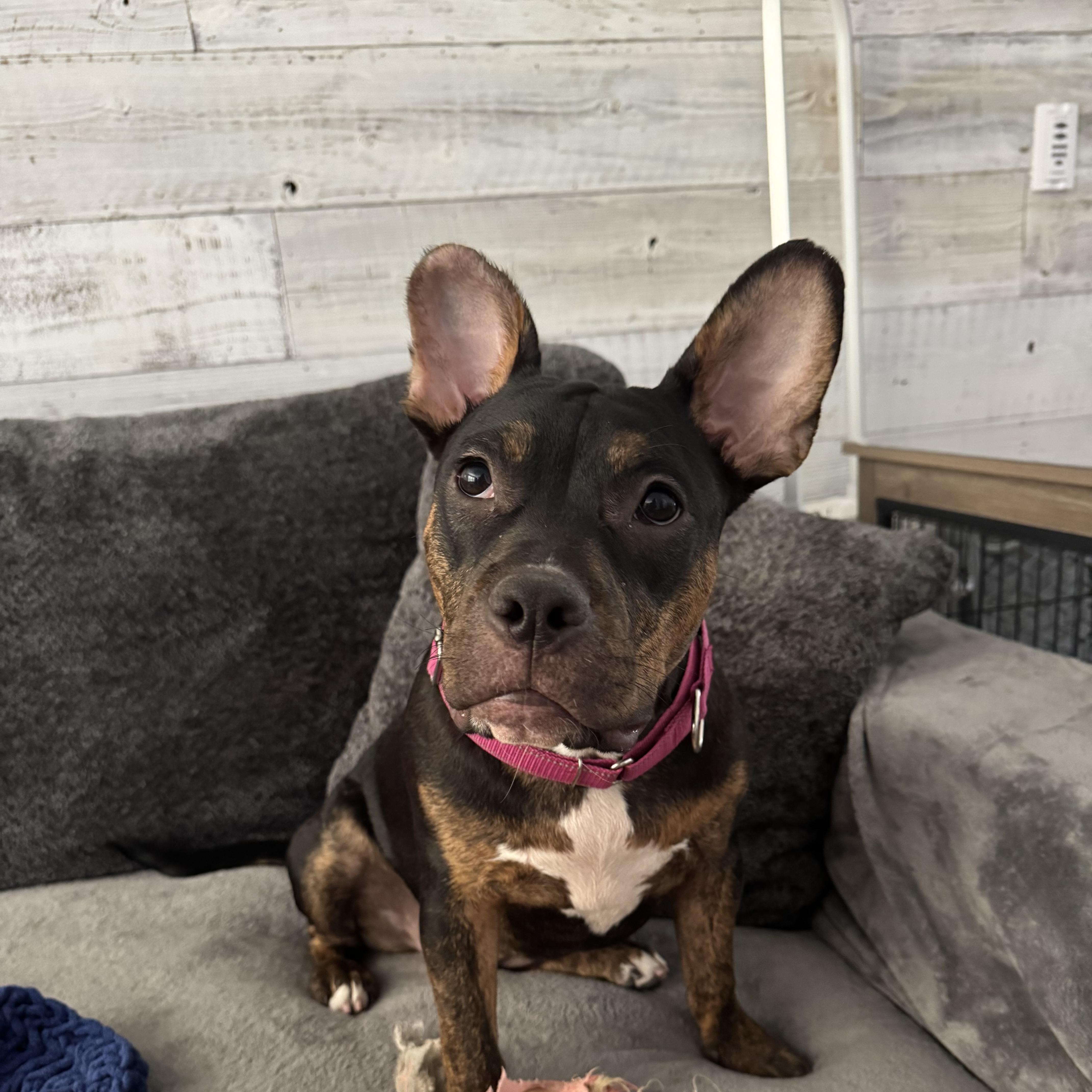 Puppy, a ADOPTABLE mixed breed in Las Vegas, NV image 2/5