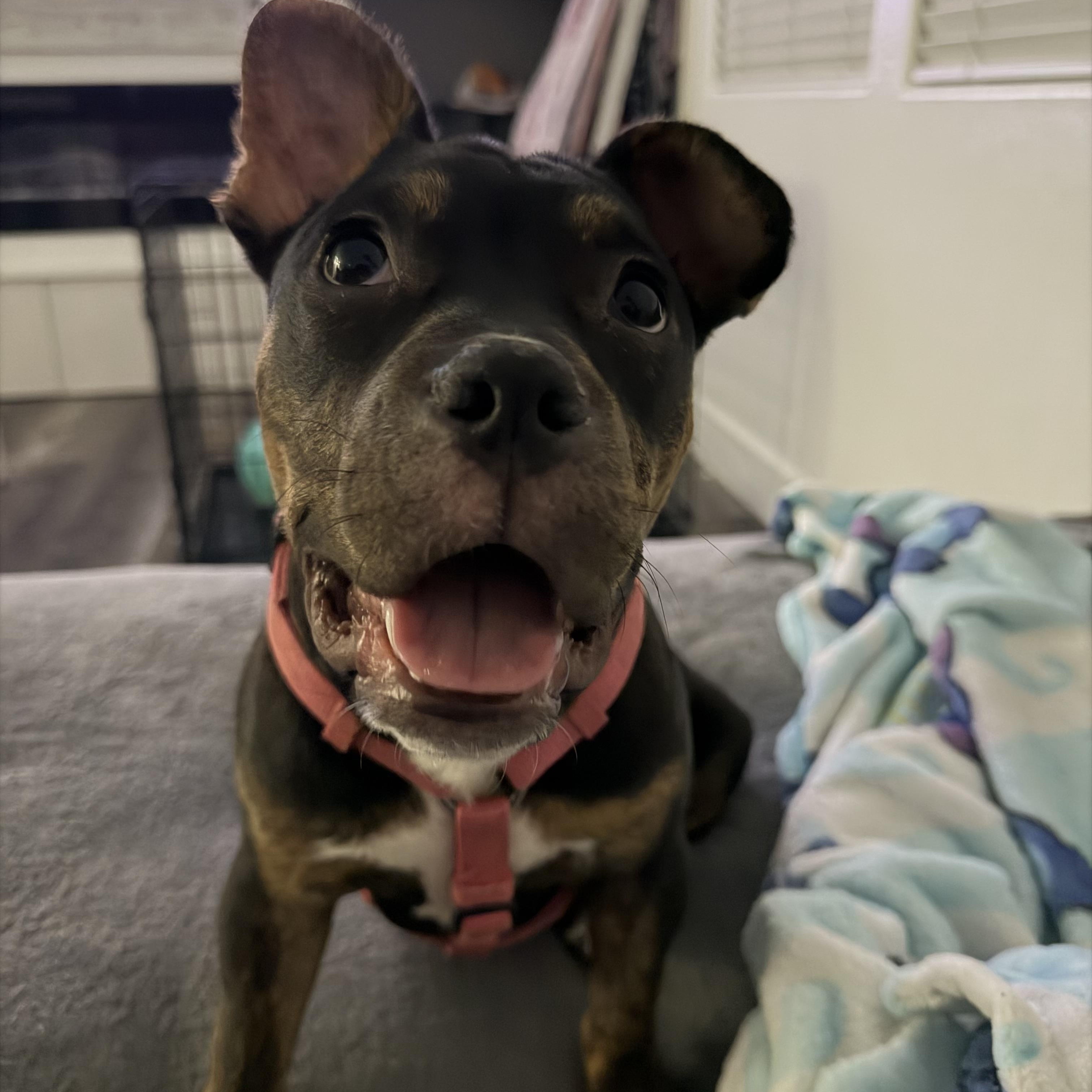 Puppy, ADOPTABLE, Young Female French Bulldog.