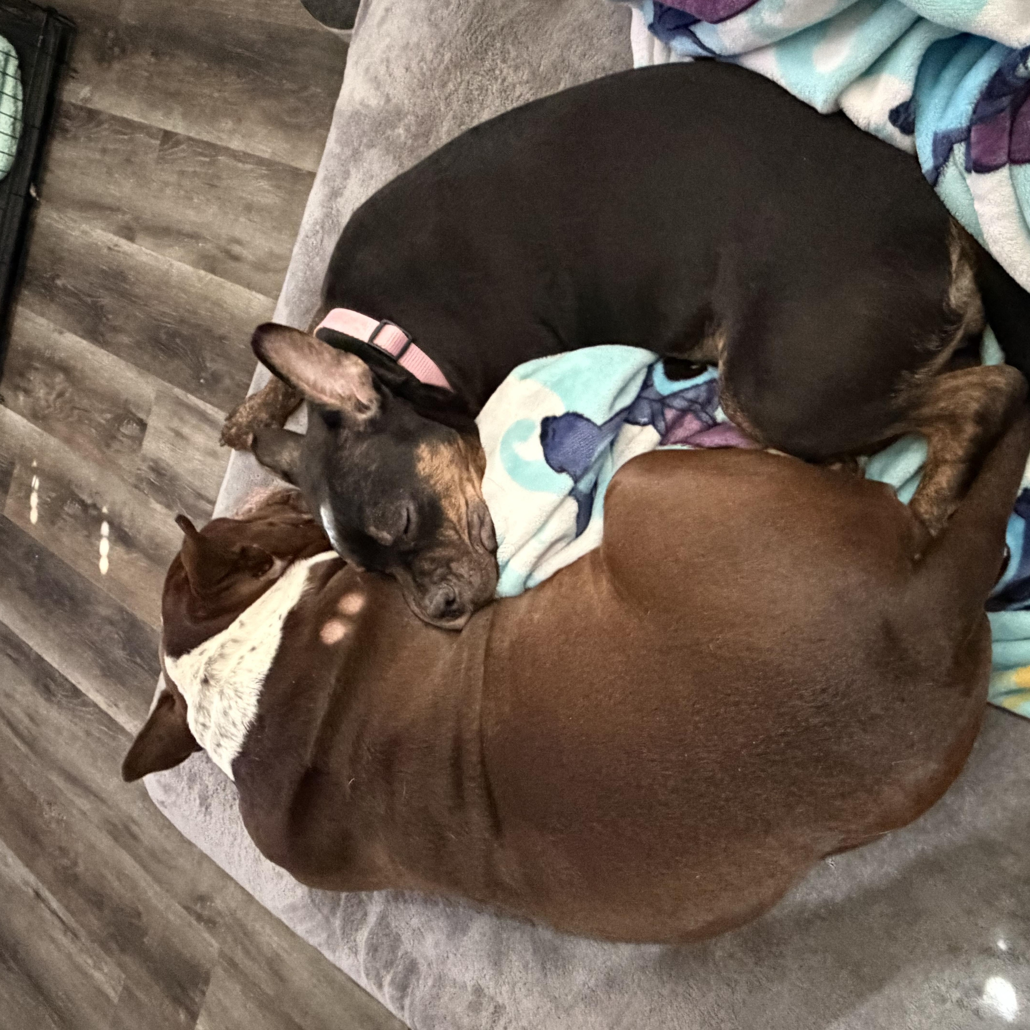 Puppy, a ADOPTABLE mixed breed in Las Vegas, NV image 4/5