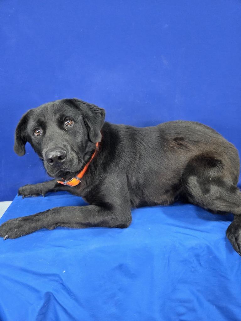 Enlarge Remington, a Adoptable Labrador Retriever in Ruston, LA image 1/2