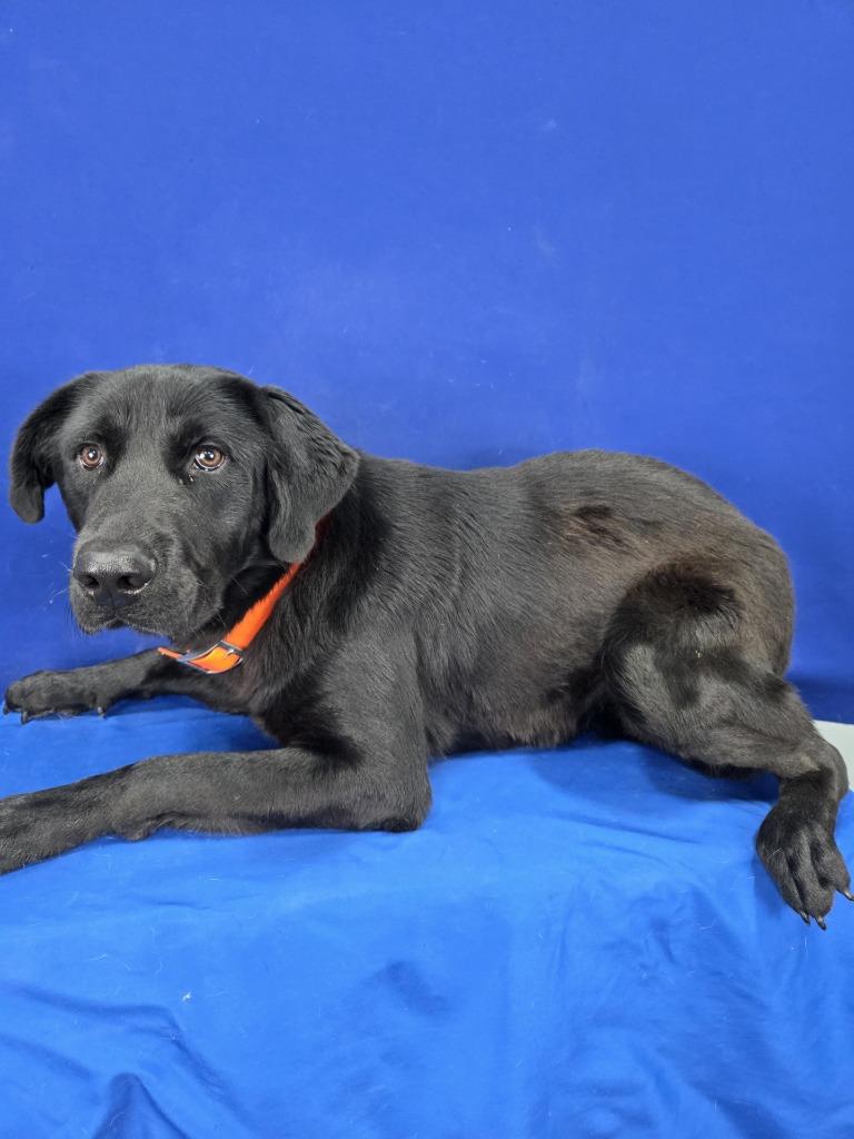 Enlarge Remington, a Adoptable Labrador Retriever in Ruston, LA image 2/2
