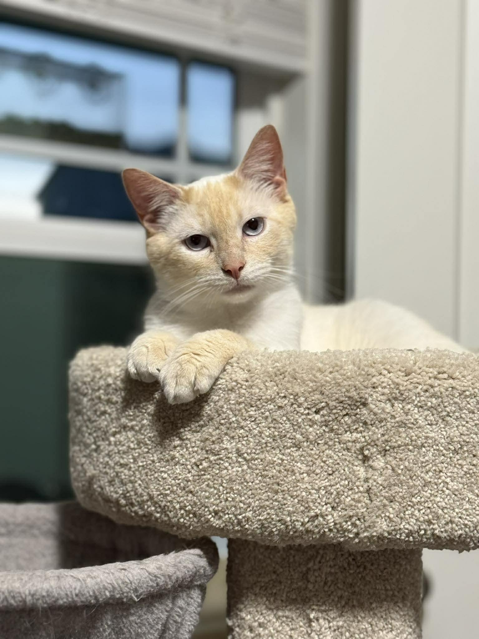 Mr. Snow Valentine, Adoptable, Adult Male Domestic Short Hair.