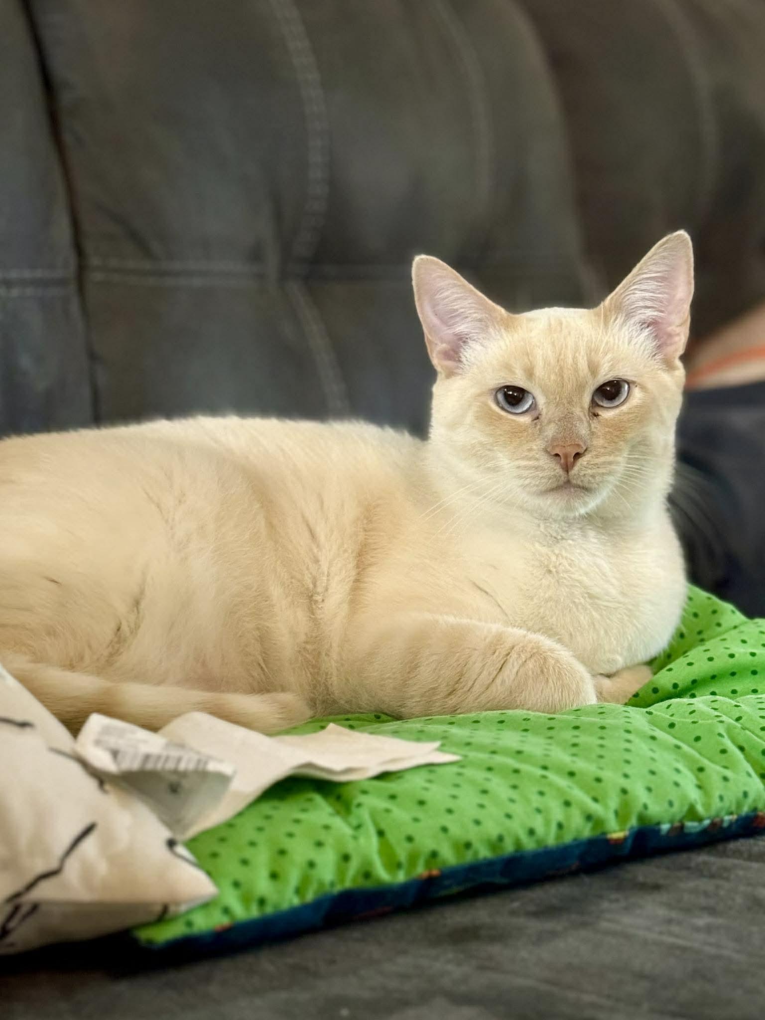 Enlarge Mr. Snow Valentine, a Adoptable Domestic Short Hair in Fuauay Varina, NC image 2/6