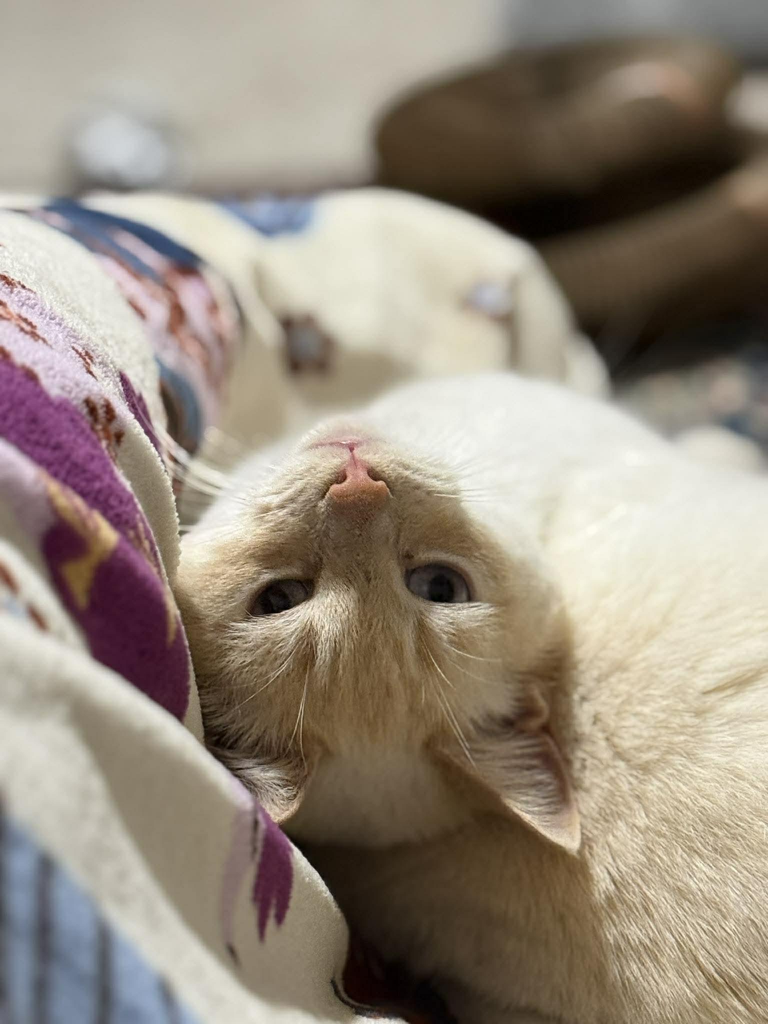 Enlarge Mr. Snow Valentine, a Adoptable Domestic Short Hair in Fuauay Varina, NC image 3/6