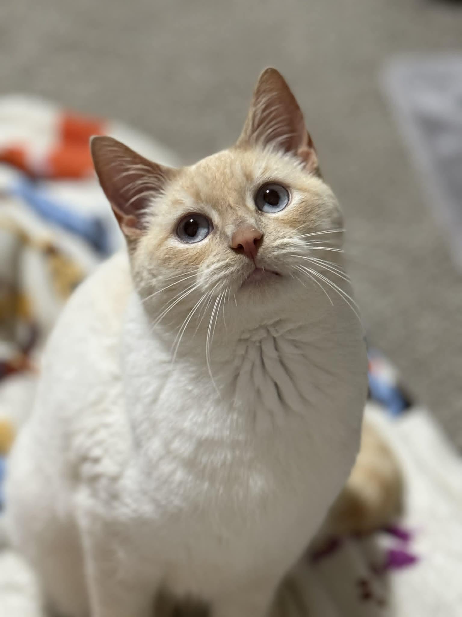 Enlarge Mr. Snow Valentine, a Adoptable Domestic Short Hair in Fuauay Varina, NC image 4/6