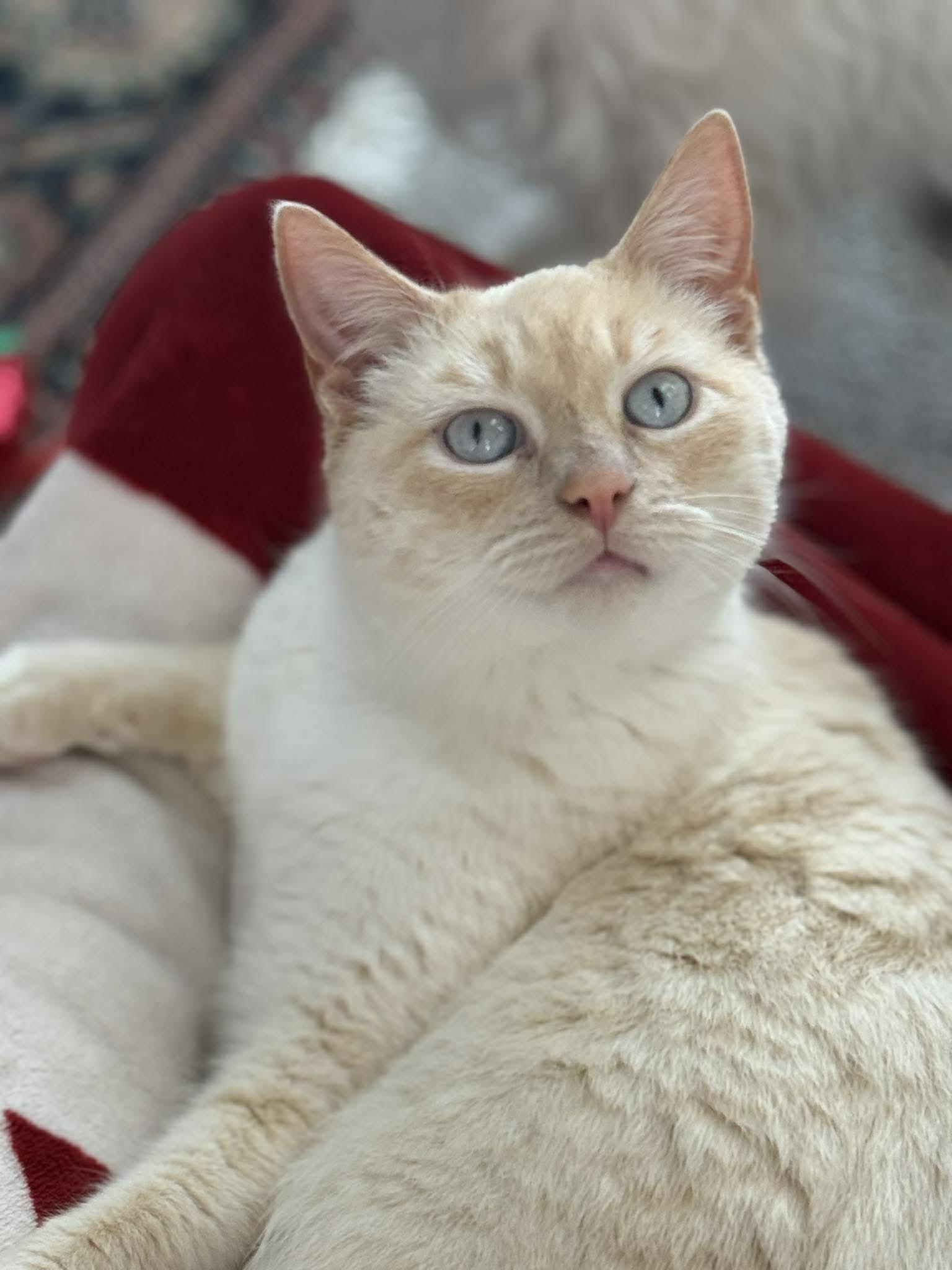 Enlarge Mr. Snow Valentine, a Adoptable Domestic Short Hair in Fuauay Varina, NC image 5/6
