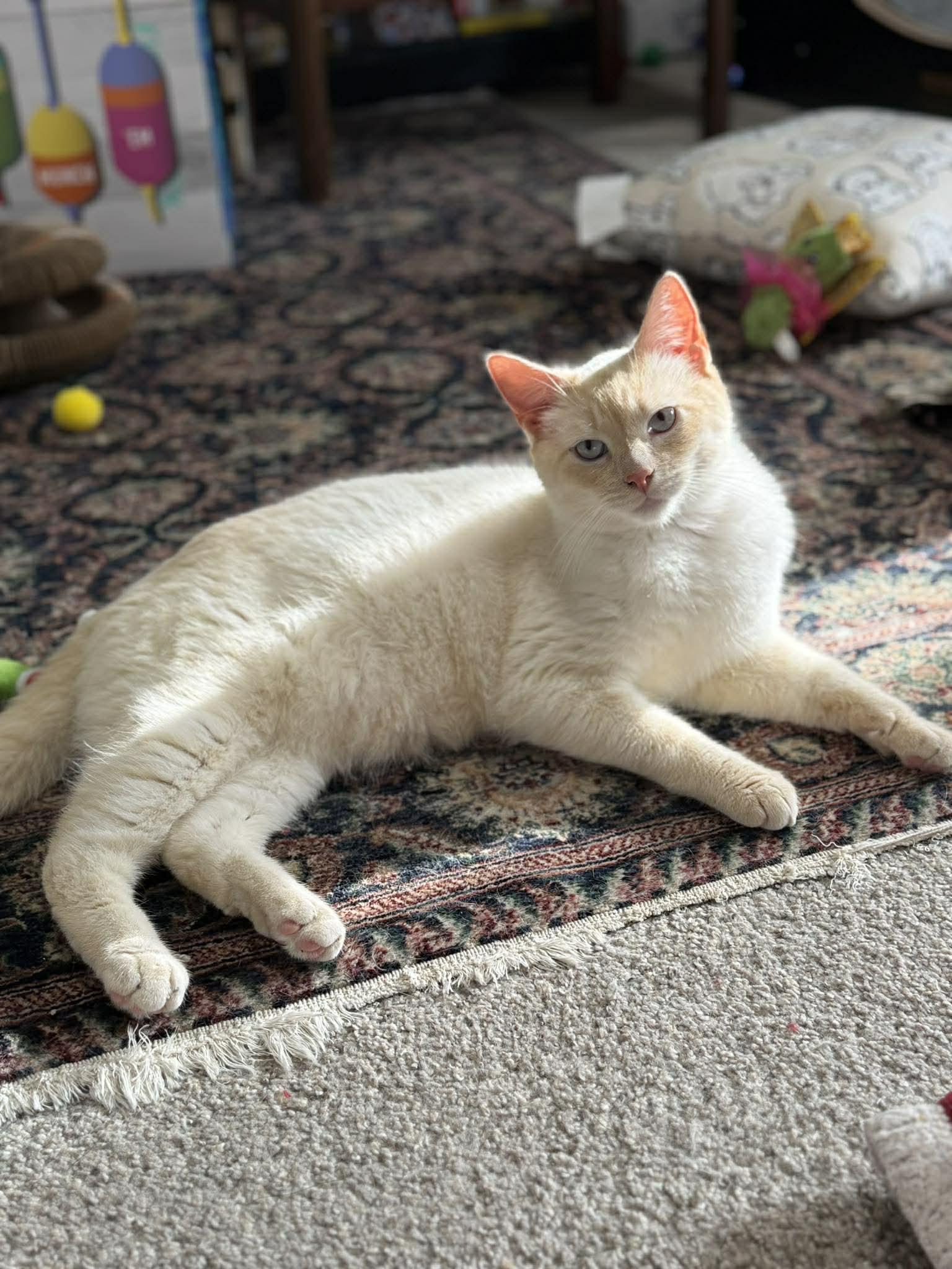 Enlarge Mr. Snow Valentine, a Adoptable Domestic Short Hair in Fuauay Varina, NC image 6/6