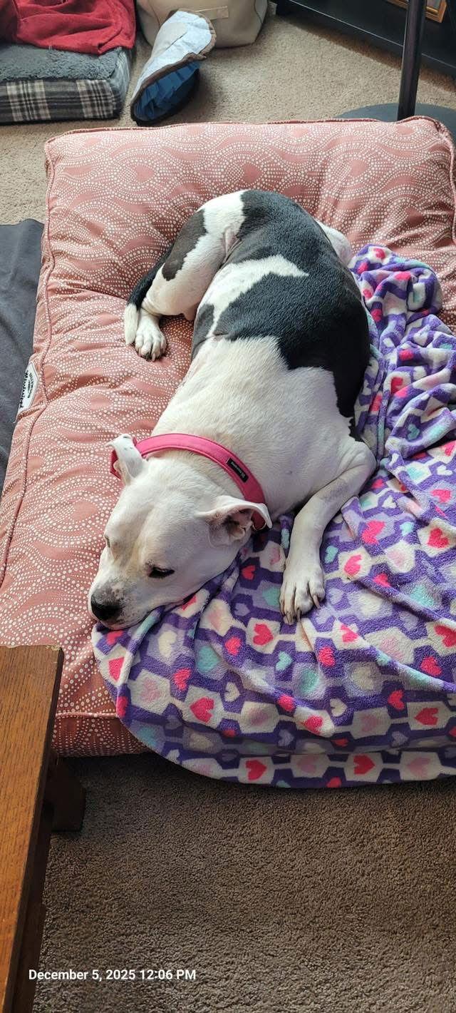 Chyna *Special Needs*, Adoptable, Adult Female Pit Bull Terrier.