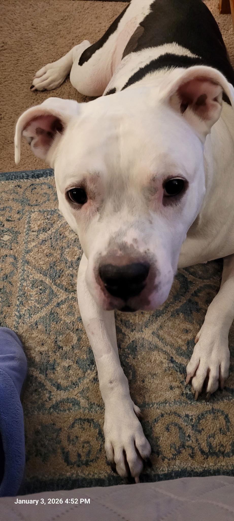 Enlarge Chyna *Hospice- adoption fee waived*, a Adoptable Pit Bull Terrier in Saint Paul, MN image 1/3