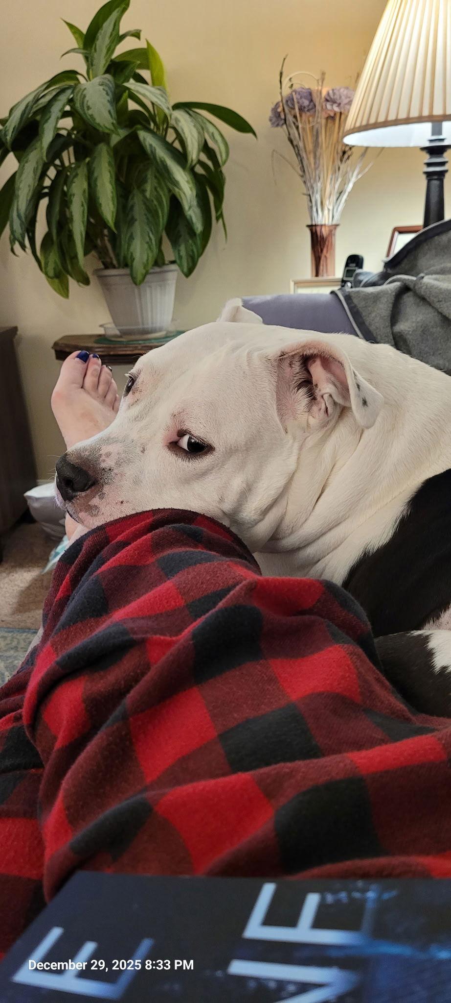 Enlarge Chyna *Hospice- adoption fee waived*, a Adoptable Pit Bull Terrier in Saint Paul, MN image 2/3